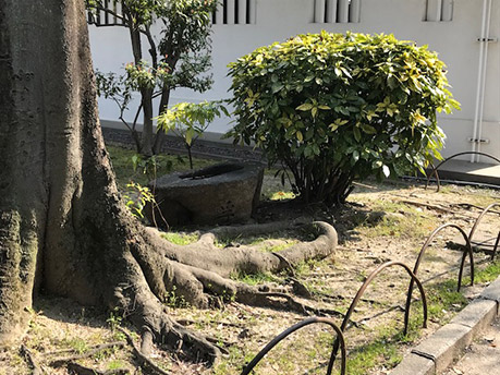 写真1.本丸植込み内にある手水鉢